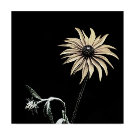 Lori Hutchison 'Sunflower Sharp' Canvas Art,18x18